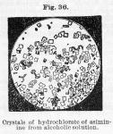 Fig. 36. Crystals of hydrochlorate of asiminine.