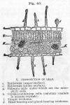 Fig. 40. I. Cross-section of Leaf.