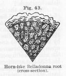 Fig. 43. Horn-like Belladonna root