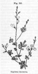 Fig. 38. Baptisia tinctoria.