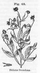 Fig. 48. Bidens frondosa.