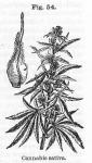 Fig. 54. Cannabis sativa.