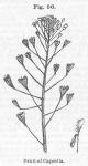 Fig. 56. Fruit of Capsella.