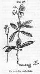 Fig. 69. Chimaphila umbellata.