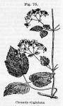 Fig. 75. Clematis virginiana.