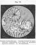 Fig. 78. Cocaine hydrochlorate.