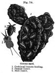 Fig. 79. Coccus cacti.