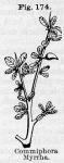 Fig. 174. Commiphora myrrha.