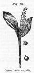 Fig. 83. Convallaria majalis.