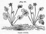 Fig. 85. Coptis trifolia.