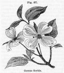 Fig. 87. Cornus florida.