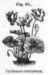 Fig. 91. Cyclamen europaeum.