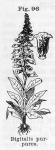 Fig. 96. Digitalis purpurea.