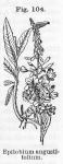 Fig. 104. Epilobium angustifolium.