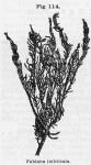 Fig. 114. Fabiana imbricata.