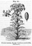 Fig. 31. Ferula foetida, Bunge.