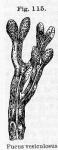 Fig. 115. Fucus vesiculosus.