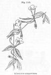 Fig. 118. Gelsemium sempervirens.