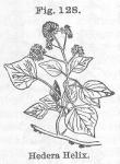 Fig. 128. Hedera Helix.