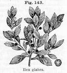 Fig. 143. Ilex glabra.