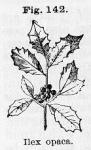 Fig. 142. Ilex opaca.