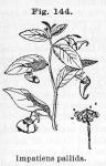 Fig. 144. Impatiens pallida.