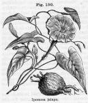 Fig. 150. Ipomoea jalapa.