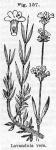 Fig. 157. Lavandula vera.