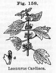 Fig. 158. Leonurus Cardiaca.