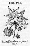 Fig. 161. Liquidambar styraciflua.