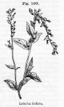 Fig. 163. Lobelia inflata.