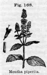 Fig. 168. Mentha piperita.