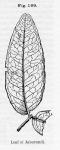 Fig. 199. Leaf of Jaborandi.