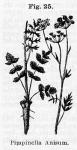 Fig. 25. Pimpinella Anisum.