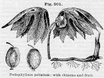 Fig. 201. Podophyllum peltatum; with rhizome and fruit.