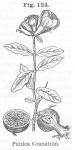 Fig. 124. Punica granatum.