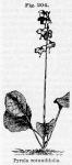 Fig. 204. Pyrola rotundifolia.