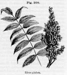 Fig. 208. Rhus glabra.