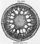 Fig. 222. Bamboo brier root.