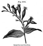 Fig. 232. Spigelia marilandica.