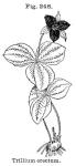 Fig. 248. Trillium erectum.