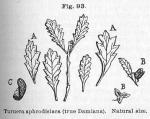 Fig. 93. Turnera aphrodisiaca (true Damiana).