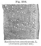 Fig. 258. Xanthoxylum americanum L.
