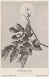 Bild: Actaea Spicata