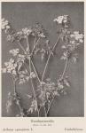 Bild: Aethusa Cynapium