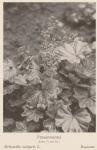 Bild: Alchemilla Vulgaris