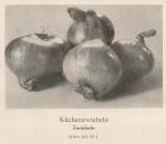 Bild: Allium Cepa 1