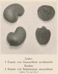 Bild: Anacardium Occidentale 1
