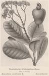 Bild: Anacardium Occidentale