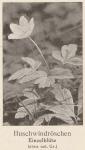 Bild: Anemone Nemorosa 1